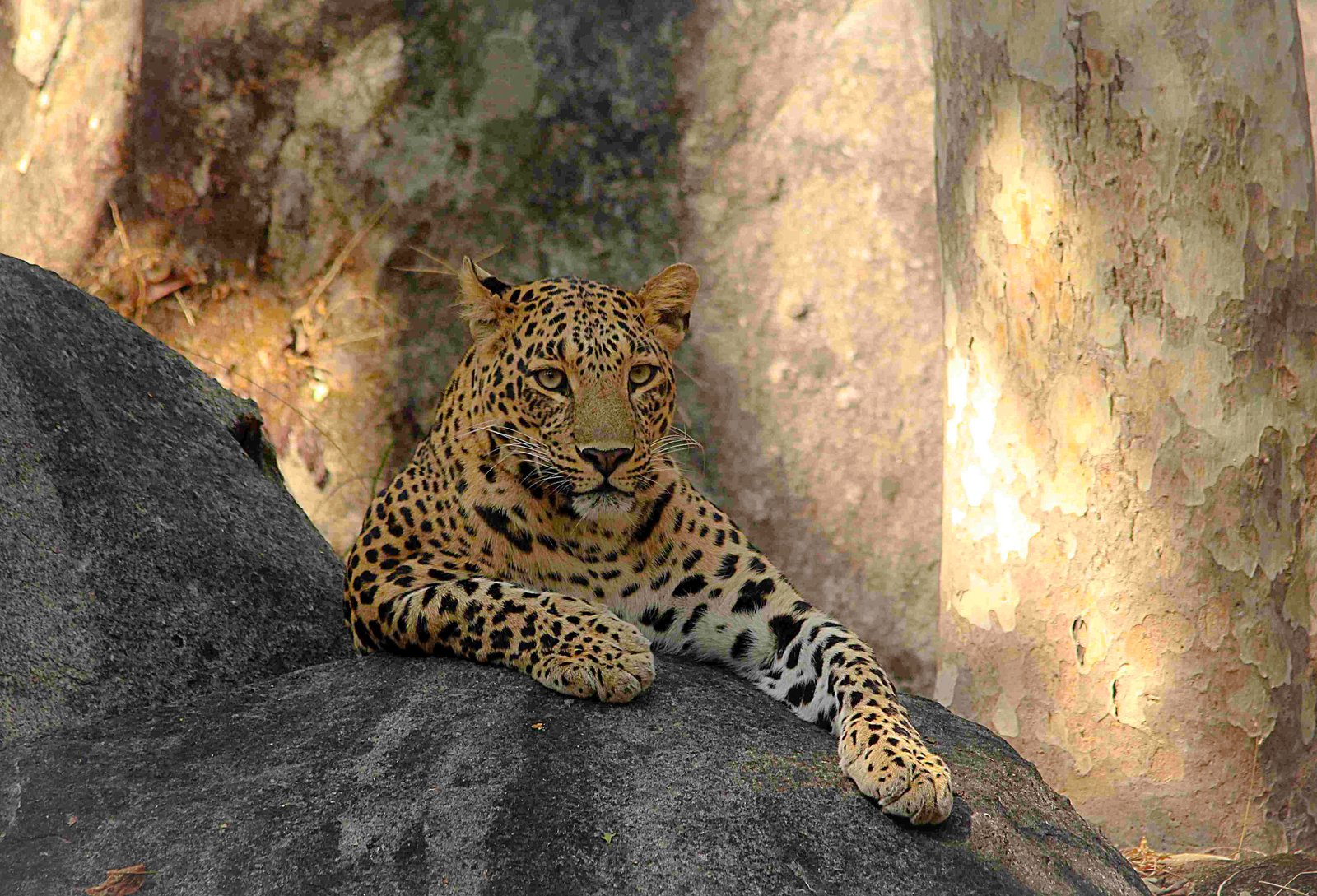 Bandhavgarh Tiger Reserve