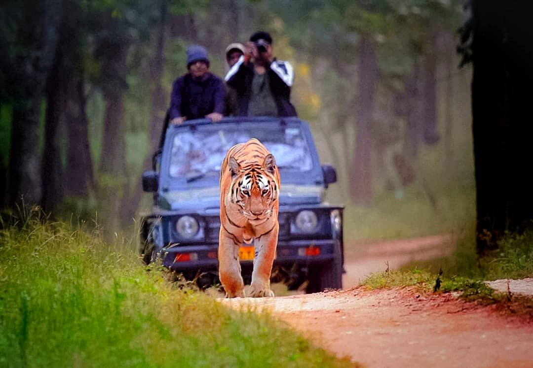 Morning & evening jungle safari