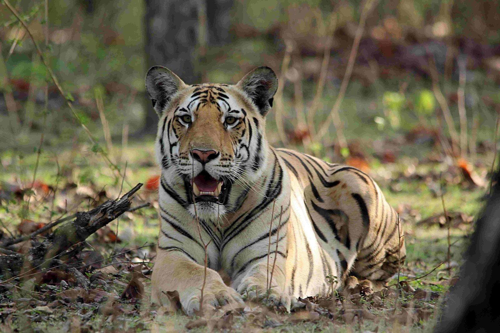 Tiger tracking in Pench