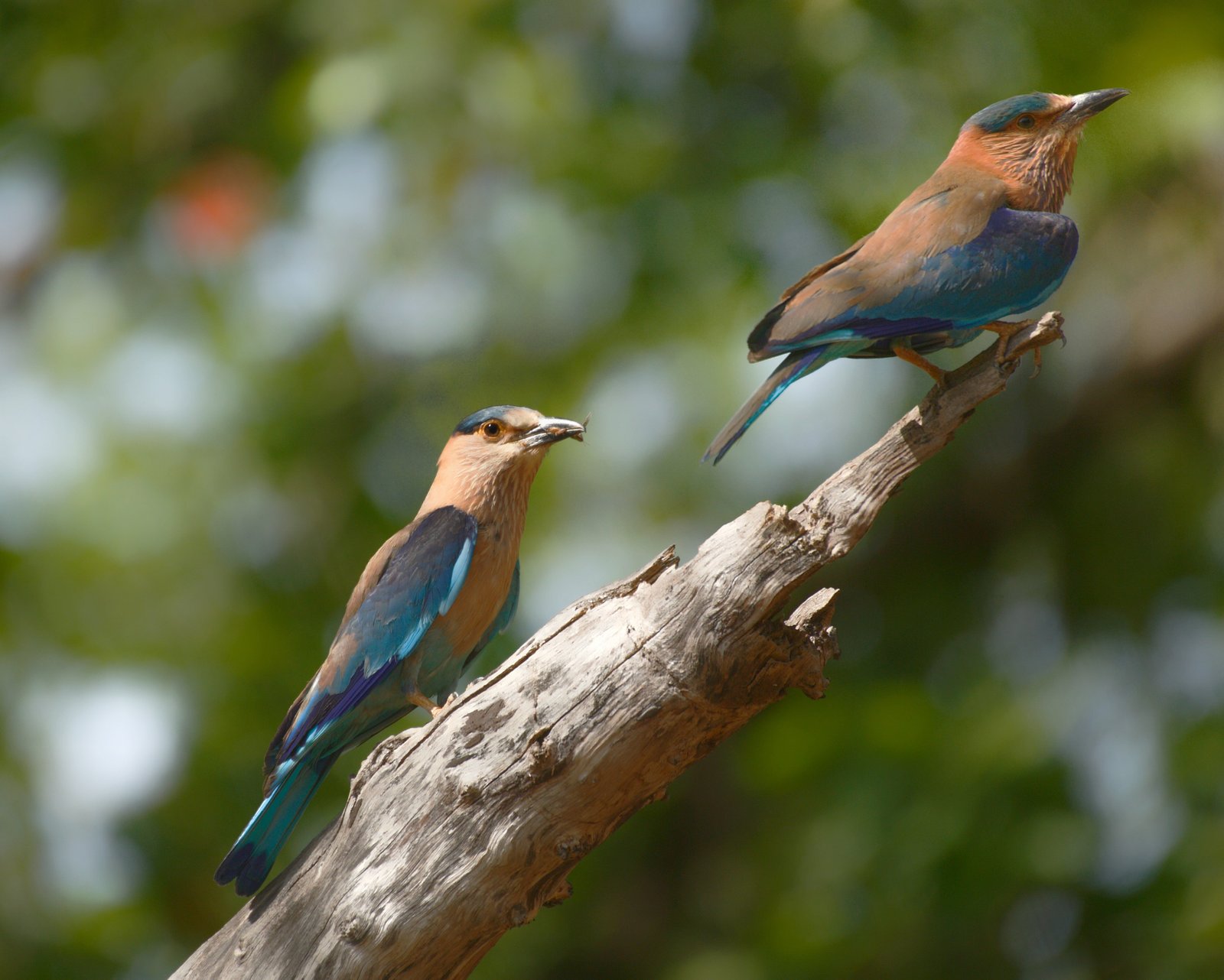 Birdwatching in Pench